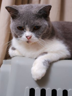 Şirin mavi ve beyaz İngiliz Shorthair kedisi yan yana oturuyor.