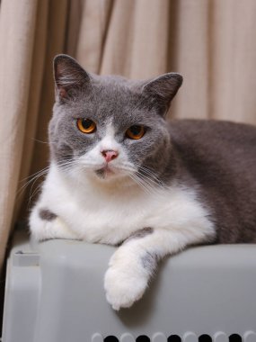 Şirin mavi ve beyaz İngiliz Shorthair kedisi yan yana oturuyor.