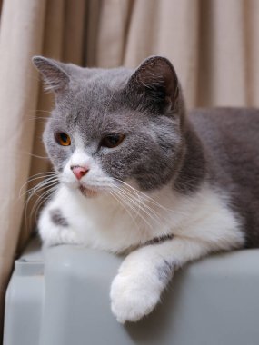 Şirin mavi ve beyaz İngiliz Shorthair kedisi yan yana oturuyor.