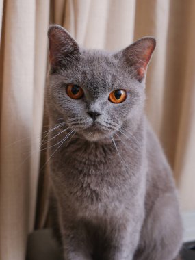 Arka planda perdeleri olan kısa saçlı bir İngiliz kedisinin portresi.
