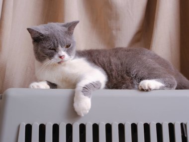 Şirin mavi ve beyaz İngiliz Shorthair kedisi yan yana oturuyor.