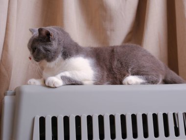 Şirin mavi ve beyaz İngiliz Shorthair kedisi yan yana oturuyor.