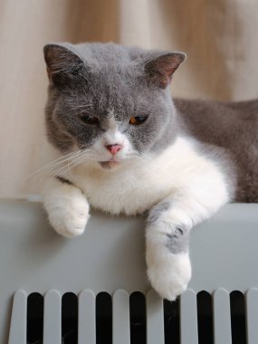 Şirin mavi ve beyaz İngiliz Shorthair kedisi yan yana oturuyor.