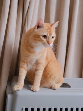 Kısa saçlı turuncu kedi, perde arkasında oturuyor.