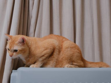 Kısa saçlı turuncu kedi, perde arkasında oturuyor.