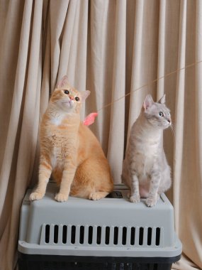 Kısa saçlı turuncu kedi, perde arkasında oturuyor.