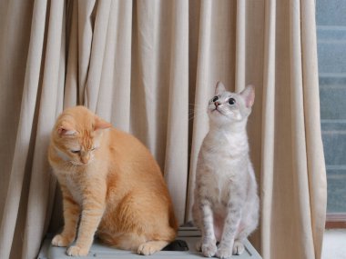 Kısa saçlı turuncu kedi, perde arkasında oturuyor.