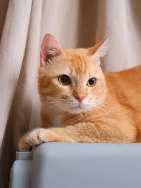 Kısa saçlı turuncu kedi, perde arkasında oturuyor.