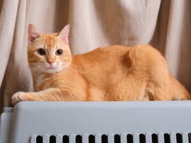 Kısa saçlı turuncu kedi, perde arkasında oturuyor.