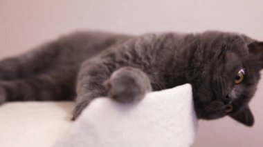 Kır kürklü evcil bir kedi kanepede yatıyor..