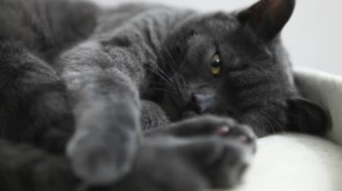 Kır kürklü evcil bir kedi kanepede yatıyor..
