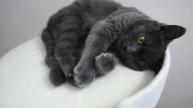 Kır kürklü evcil bir kedi kanepede yatıyor..