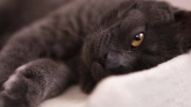 Kır kürklü evcil bir kedi kanepede yatıyor..