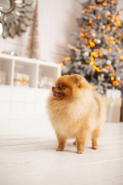 Spitz dog in the New Year\'s interior on the background of a Christmas tree