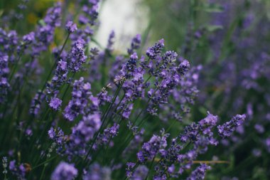Yazın lavanta çiçeği açar.
