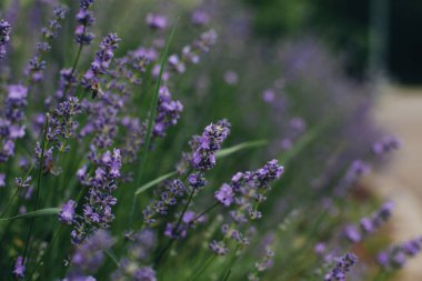 Yazın lavanta çiçeği açar.