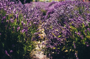 Yazın açan lavanta tarlası