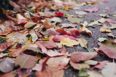 Yağmur damlalı kuru yaprakların dokusu