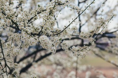 açan bahar ağaçlarının dalları