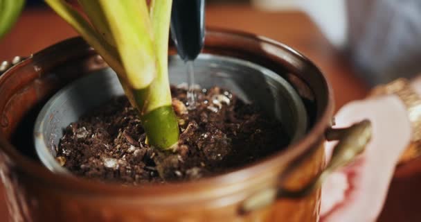 将妇女在家中浇灌的克拉苏拉植物移植到新的盆栽 家庭主妇 浇灌者 浇灌液 绿化概念 — 图库视频影像