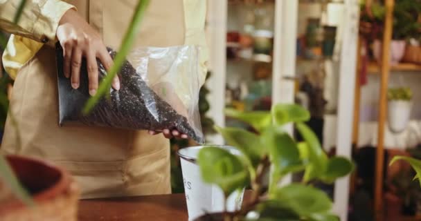 Houseplants Concept Close Young Housewife Girl Transplants Indoor Plants New — Vídeos de Stock