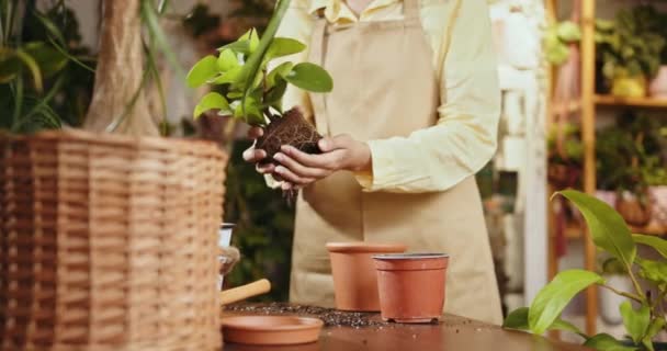 여자가 냄비에 식물을 이식하고있다 냄비에 알로에 인식할 재발을 준비하는 보이는 — 비디오
