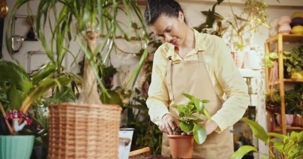 Γυναίκα Κηπουρός Χέρια Κρατώντας Φυτό Ορατό Ριζικό Σύστημα Προετοιμασία Μικτή — Αρχείο Βίντεο