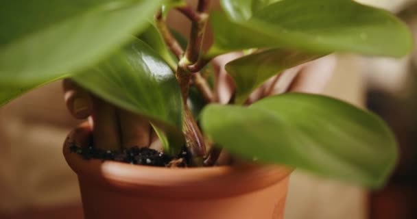 Mujer Cuidando Planta Casa Jardinería Casa Macetas Para Plantas Mujer — Vídeo de stock