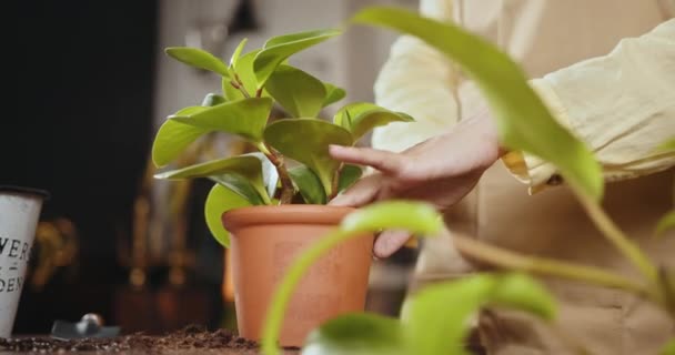 Feminino Cuidar Planta Casa Jardinagem Casa Vasos Para Plantas Gardener — Vídeo de Stock