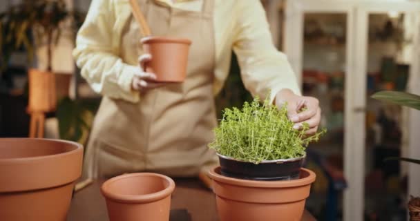 Växtvård Växande Krukväxter Till Salu Kvinnlig Blomsterhandlare Vårdar Plantskola Med — Stockvideo