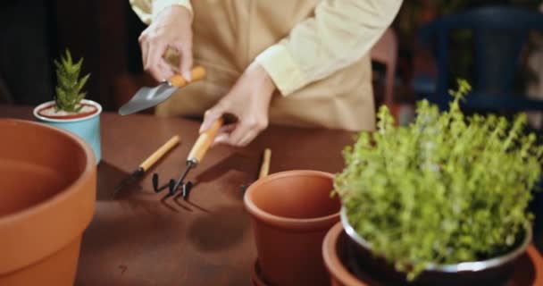 围裙女花匠的特写剪影在花盆的室内植物商店的桌子或柜台上放置了移植花的设备 有爱心的女人 — 图库视频影像