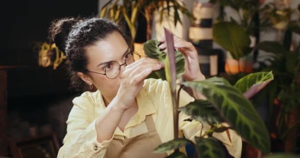 아프리카계 미국인 식물학자 기업가 주인은 화분에 식물의 중간을 찾고있는 그녀의 — 비디오