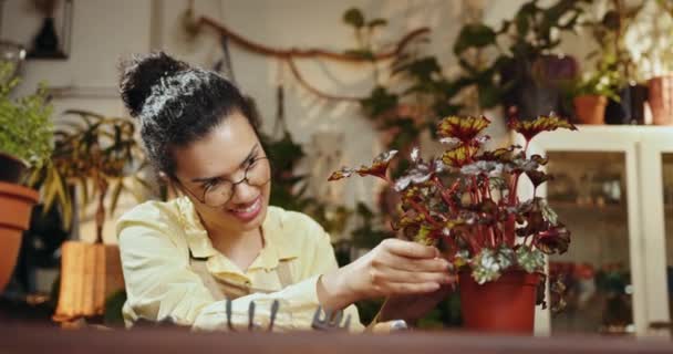 アフリカ系アメリカ人の女性は 緑の家にある植物を売るために観賞庭園を所有しています 職場で働き 世話をしている魅力的な女性オーナーの肖像画 植物店のアフリカ人女性 — ストック動画