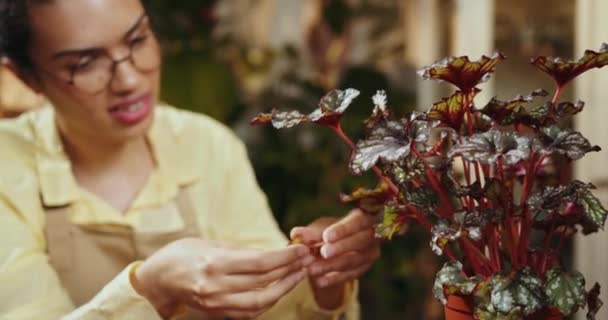 Afrikansk Amerikansk Kvinne Eier Prydhage Sjekke Plantene Grønt Hus Salg – stockvideo