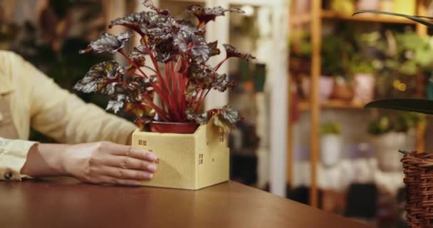 African American Botanist Female Entrepreneur Store Owner Admiring Plant Pot — Stock Video