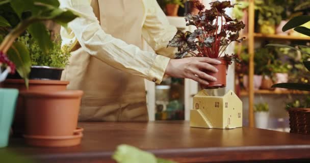 植物学家女企业家商店店主坐在花店的工作场所 欣赏和照顾盆中的植物 放在盆子里放植物园艺师把花插在盆子里 — 图库视频影像