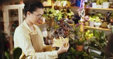 Afro-Amerikan botanikçi girişimci dükkan sahibi çiçekçide çalışırken saksıdaki bir bitkiyi hayranlıkla izliyor. Çiçekçide çalışırken saksıda bitkilerle ilgilenen botanikçi kadın.