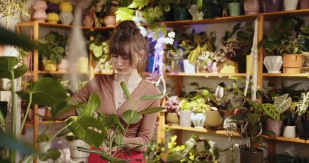Florista Femenina Delantal Quitando Polvo Del Follaje Verde Las Plantas — Vídeos de Stock