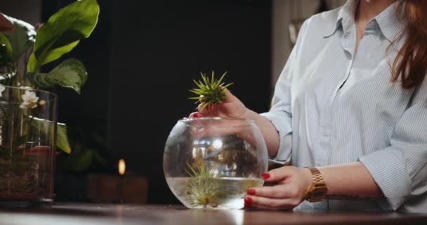 Wie Man Eine Pflanze Pflegt Die Ohne Erde Wächst Das — Stockvideo
