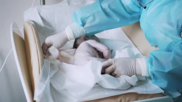 Újszülött Aranyos Csecsemő Kezében Köldökzsinórral Egy Kórházi Óvodában Nővér Kesztyűben — Stock videók