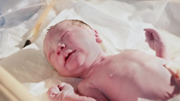 Newborn Baby Hospital Maternity Professional Pediatrician Doctor Examines Newborn Baby — Stock Video