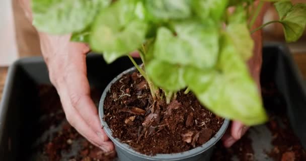 Oddaný Zahradník Kožené Zástěře Drží Zářivě Zelenou Rostlinu Která Prozrazuje — Stock video