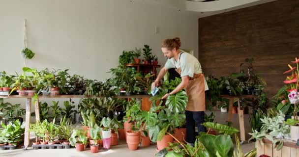 Experienced Adult Floriculturist Dusting Tending Leaves Potted Plants Verdant Interior — Stock Video
