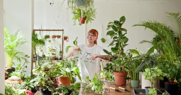 Веселий Садівник Рудим Волоссям Піклується Про Різні Кімнатні Рослини Сонячній — стокове відео