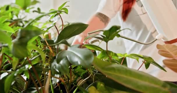 Egy Buja Beltéri Növényekkel Üzletel Kisvállalkozásában Piros Hajú Kertész Öntözés — Stock videók