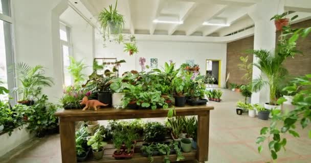 Çiçekçi Alışveriş Merkezinin Mağazasındaki Mekan Için Çeşitli Dekorasyon Manzarası Süslü — Stok video