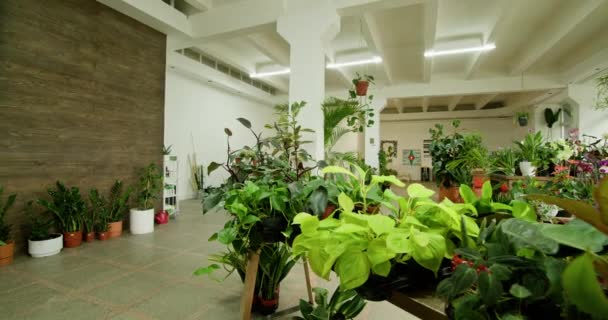 购物中心内商店各种装潢的景观 观赏植物 家庭植物 车间室内装饰家用配件视图 — 图库视频影像