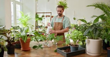 Önlük takan genç adam evdeki saksı bitkilerini dikkatlice suluyor. Bitki bakımı ve ev bahçesi kavramı. Kızıl saçlı neşeli bir bahçıvan çeşitli ev bitkileriyle ilgileniyor..
