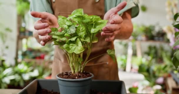 Small Business Owner Tending Lush Plant Dedicated Gardener Leather Apron — ストック動画
