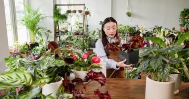 Genç bir Asyalı kadın bahçıvan, güneşli bir serada, bahçeciliğe ve küçük işletmelere olan sevgisini sergileyerek, canlı bir iç bitki yetiştirme eğilimindedir. Kapalı Çiçeklerle İlgili Bahçıvan.